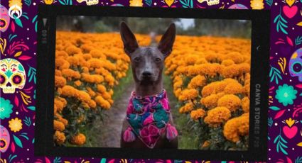 Día de Muertos: ¿Quieres honrar a tu perrito? Ponle ofrenda este 27 de octubre