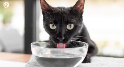 ¿Por qué mi gatito no está tomando agua?