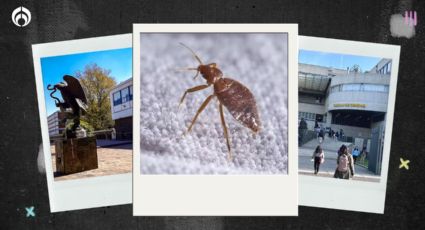 Chinches en la UNAM: fumigan Derecho y Ciencias; alumnos acusan plaga en la FCPyS