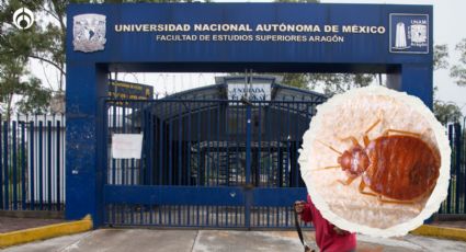 Chinches en UNAM se expanden: FES Aragón fumigará y suspende clases presenciales