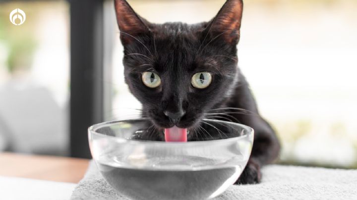 ¿Por qué mi gatito no está tomando agua?