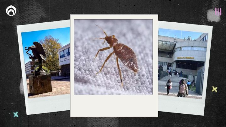 Chinches en la UNAM: fumigan Derecho y Ciencias; alumnos acusan plaga en la FCPyS