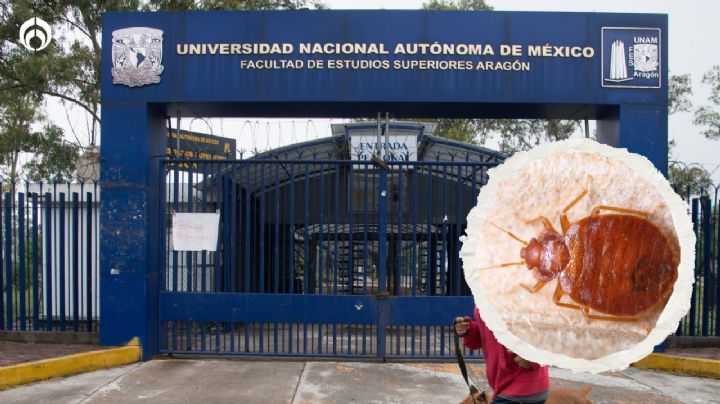 Chinches en UNAM se expanden: FES Aragón fumigará y suspende clases presenciales