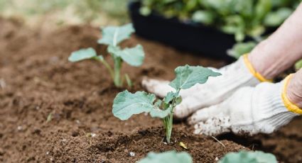 ¿Qué es la dieta plant-based? La alimentación que cuida al planeta