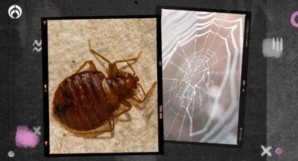 ¡Adiós chinches! Este es su principal depredador y puede ayudarte a evitar una plaga en tu casa