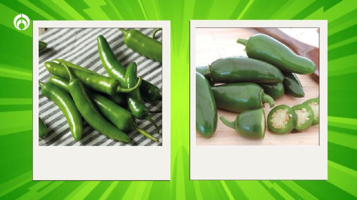 ¿Cuál es la diferencia entre el chile serrano y jalapeño?