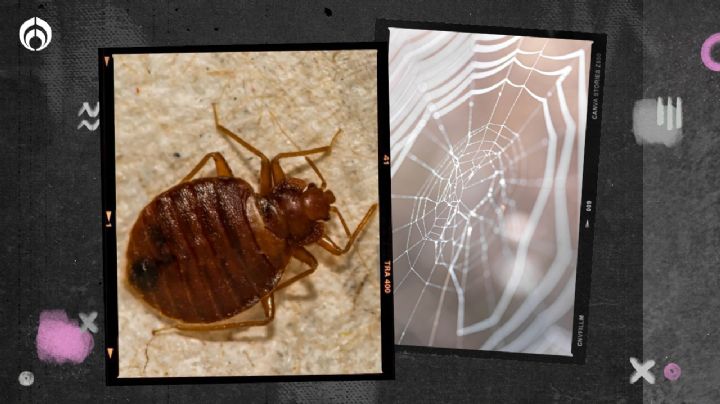 ¡Adiós chinches! Este es su principal depredador y puede ayudarte a evitar una plaga en tu casa