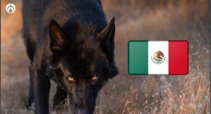 Perritos: esta es la raza mexicana poco conocida... pero la más fiel y protectora