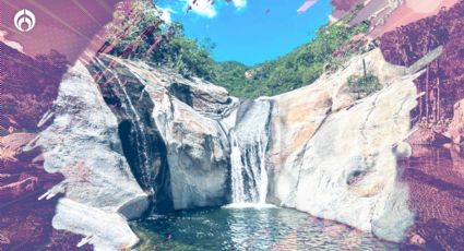 Los pulmones de BCS: Sierra de La Laguna, santuario de los colibríes más bellos en América Latina