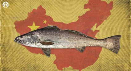 ¿Qué es el buche de la totoaba y por qué es tan cotizado en China?