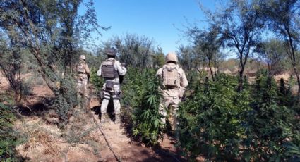 GN destruye plantío de marihuana y fábrica de enervantes en Piquito, Sonora