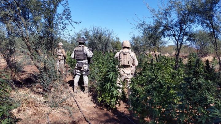 GN destruye plantío de marihuana y fábrica de enervantes en Piquito, Sonora