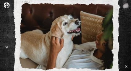 Perritos: en estos 4 lugares debes acariciarlos para que no ladren