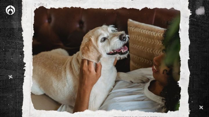 Perritos: en estos 4 lugares debes acariciarlos para que no ladren