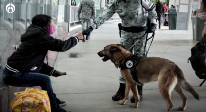 Perritos: así puedes adoptar a un héroe jubilado de la Guardia Nacional