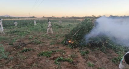 Destruyen en 'La Cebolla' 90 mil plantas de marihuana en Sonora