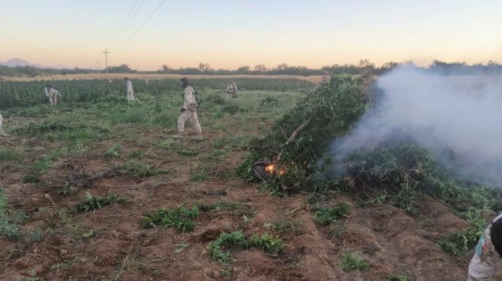 Destruyen en 'La Cebolla' 90 mil plantas de marihuana en Sonora