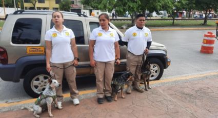 'Paw Patrol' Tamaulipas: presentan escuadrón canino de rescate y emergencia