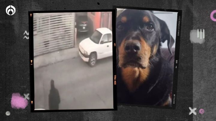 Sujeto ataca con ácido a perrito en Sonora; piden justicia por Sbanch