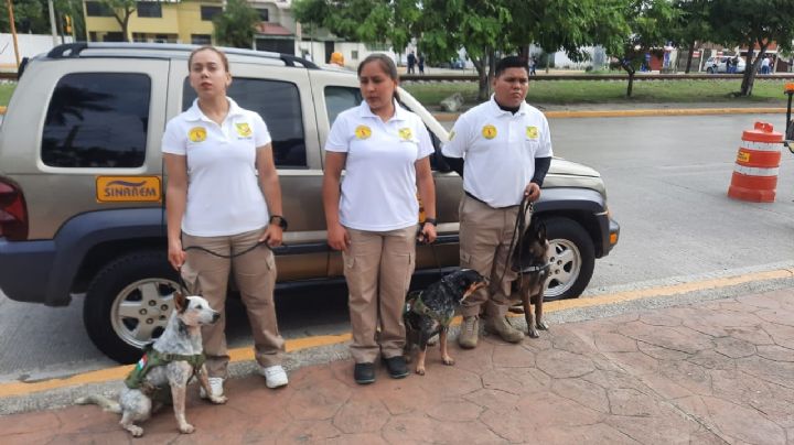 'Paw Patrol' Tamaulipas: presentan escuadrón canino de rescate y emergencia