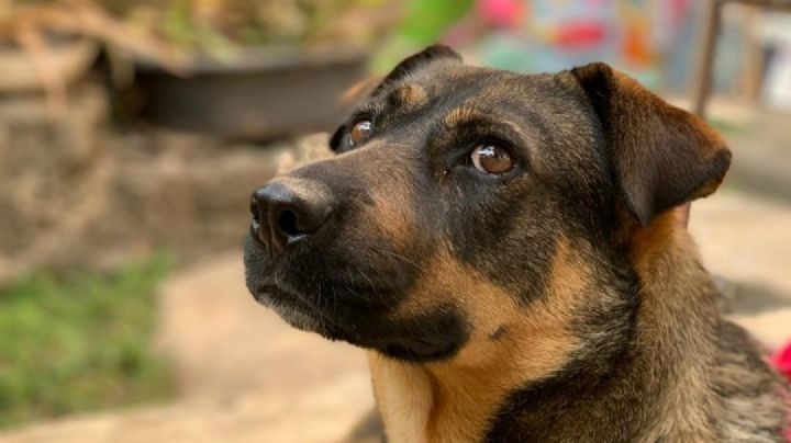 ¿Quieres ayudar a perritos sin hogar? Esta misión de rescate y adopción es la opción