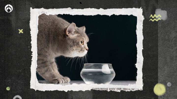 Gatitos: por esta razón NO deberías darle agua de la llave a tu ‘michi’