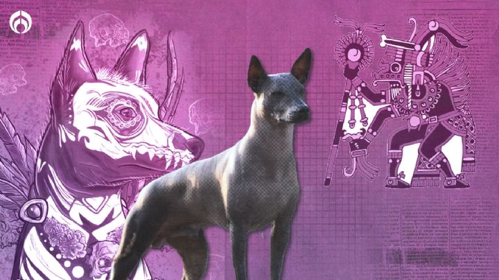 Xoloitzcuintle, el perro sagrado que nos guía al más allá y era alimento de esta vida