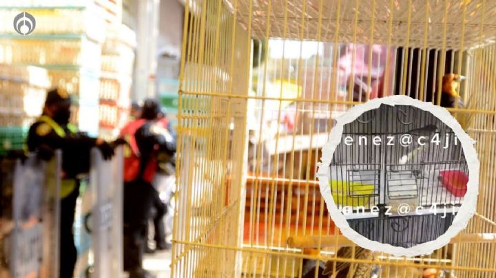 (VIDEO) En jaulas y congeladas en refrigeradores: aseguran más de mil aves y perros en Tlalpan