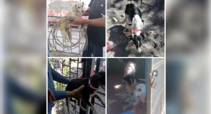 Rescatan AMIC a tres caninos en Cajeme por probable maltrato o crueldad animal