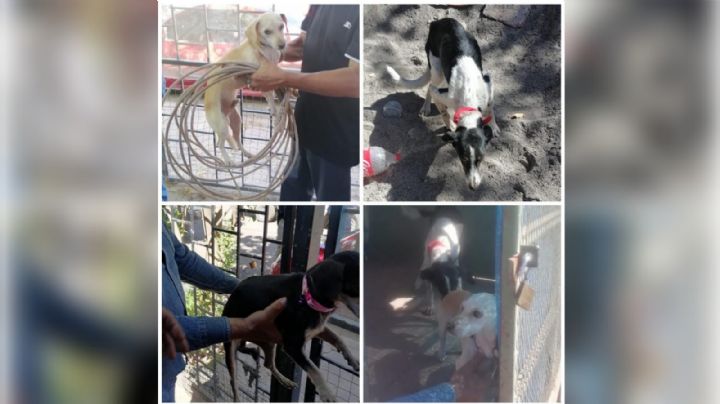 Rescatan AMIC a tres caninos en Cajeme por probable maltrato o crueldad animal