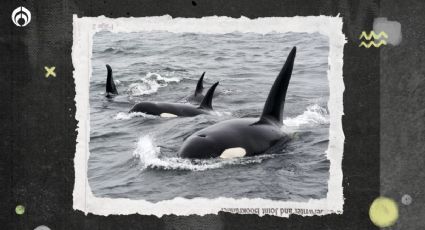 Las orcas atacan de nuevo: hunden un yate en Gibraltar