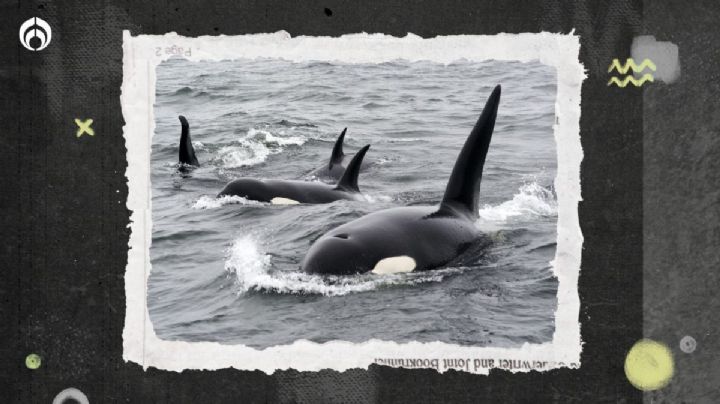 Las orcas atacan de nuevo: hunden un yate en Gibraltar