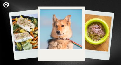 Perritos: los 5 alimentos que deben comer para que huelan rico