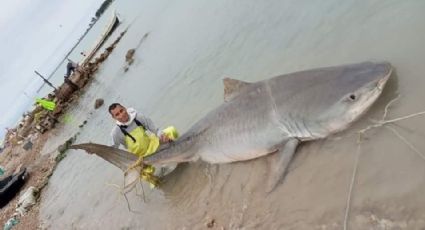 Capturan enorme tiburón tigre de 3 metros y 300 kilos en Altamira; el superdepredador de los mares