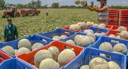 Investigan cargamentos de melón por muertes de salmonela