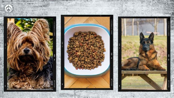 Dime de qué raza es tu perro y te diré cómo deben ser sus croquetas