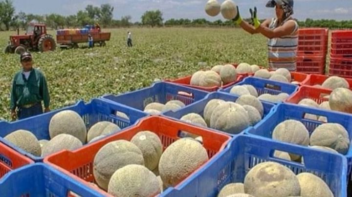 Investigan cargamentos de melón por muertes de salmonela