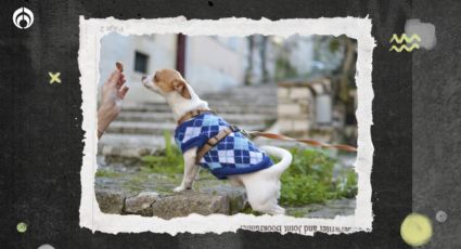 Perritos: estos son los mejores cortes de carne que les puedes dar