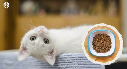 9 croquetas de gato que te mienten: en vez de carne ¡tienen harinas!, según Profeco