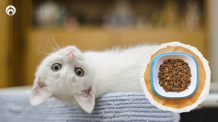 9 croquetas de gato que te mienten: en vez de carne ¡tienen harinas!, según Profeco