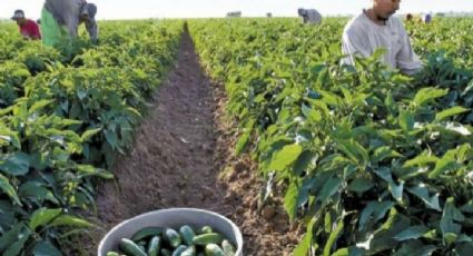 Altamira vence sequía y vuelve la producción de chile serrano y jalapeño