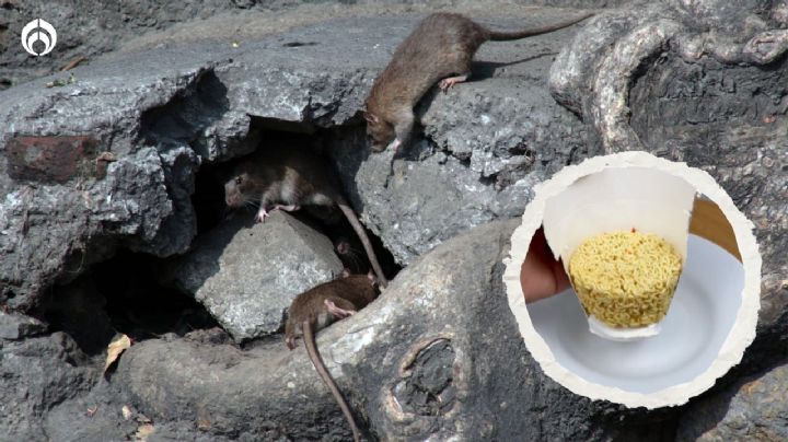 ¿Sopa instantánea para terminar con las ratas? Este remedio casero las eliminará de tu hogar