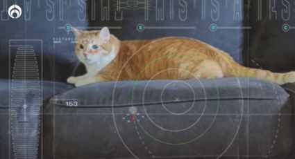 Michi galáctico: Un gato 'viajó' en el primer video de la NASA enviado del espacio profundo