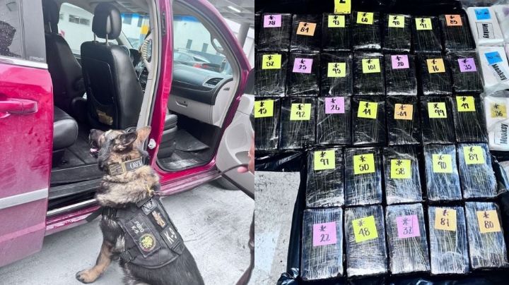 Aseguran droga valuada en medio millón de dólares en Monterrey