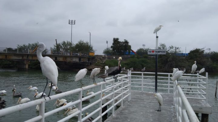 (VIDEO) Pelícanos canadienses: el ave amigable que deja tomarse fotos en La Puntilla, Tampico