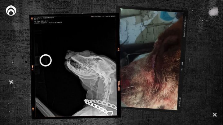 Atacan a perrito con pirotecnia: le 'explotan' cohete en el rostro en Guanajuato