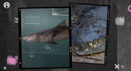 ¿Vas a ir a la playa? Este mamífero te ayudará a detectar si hay tiburones cerca