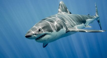 Tiburón blanco mata a pescador en playas de Yavaros, Sonora