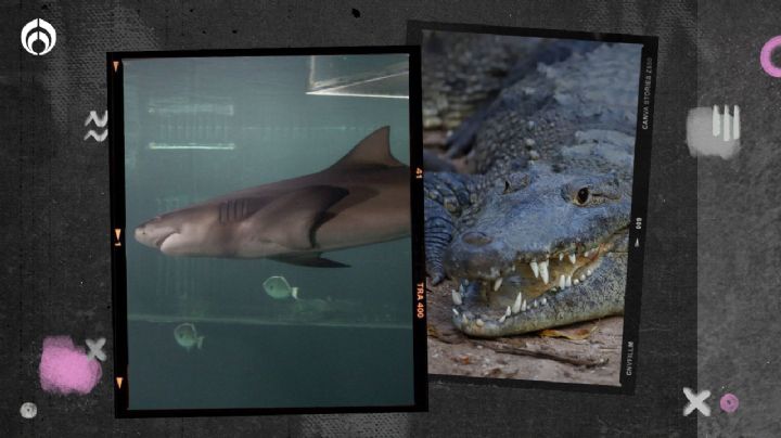 ¿Vas a ir a la playa? Este mamífero te ayudará a detectar si hay tiburones cerca