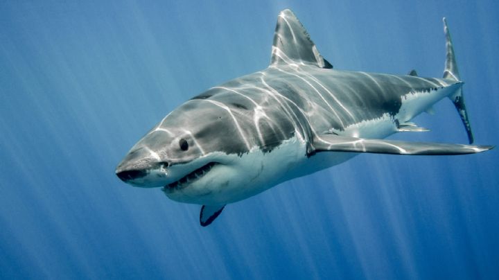 Tiburón blanco mata a pescador en playas de Yavaros, Sonora